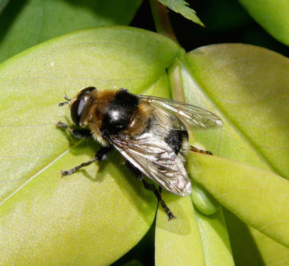 Sirfide da identificare: Merodon equestris femmina